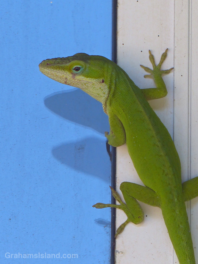 10-20-13-Green-anole-on-a-window-frame-VW