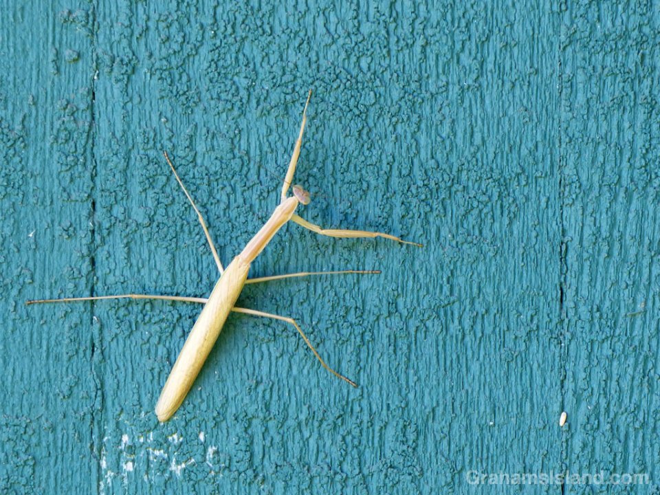 10-24-15-Praying-Mantis-HW