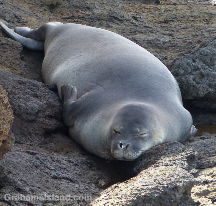 11-12-15-Igor-SW-700