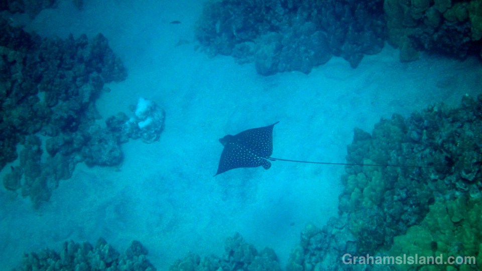 12-15-15-Eagle-Ray-HW