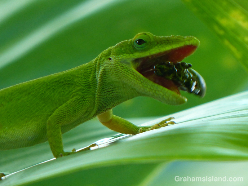 Anole snags a bug