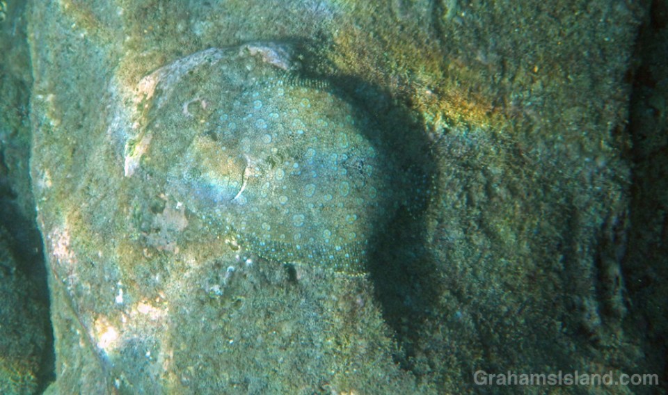 Flowery Flounder