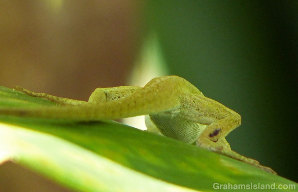 Green anole