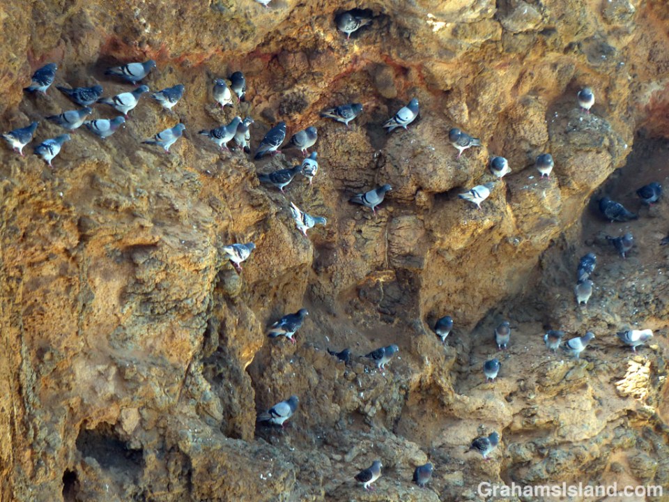 Rock Pigeons at rest