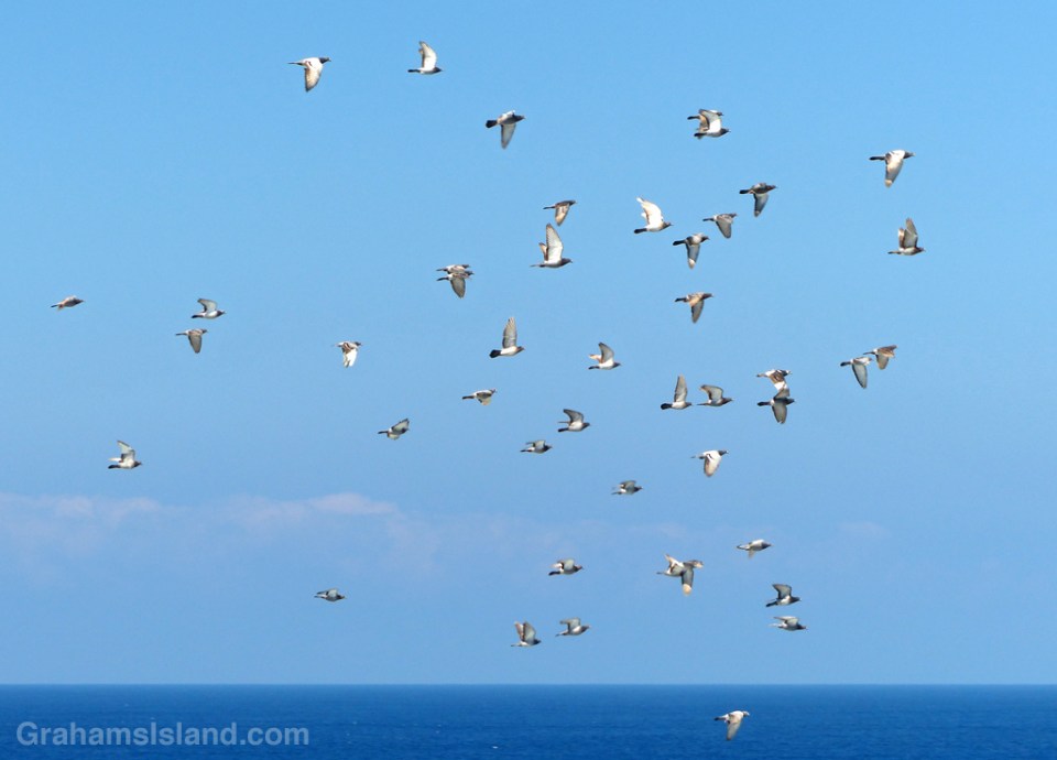 Rock pigeons in flight