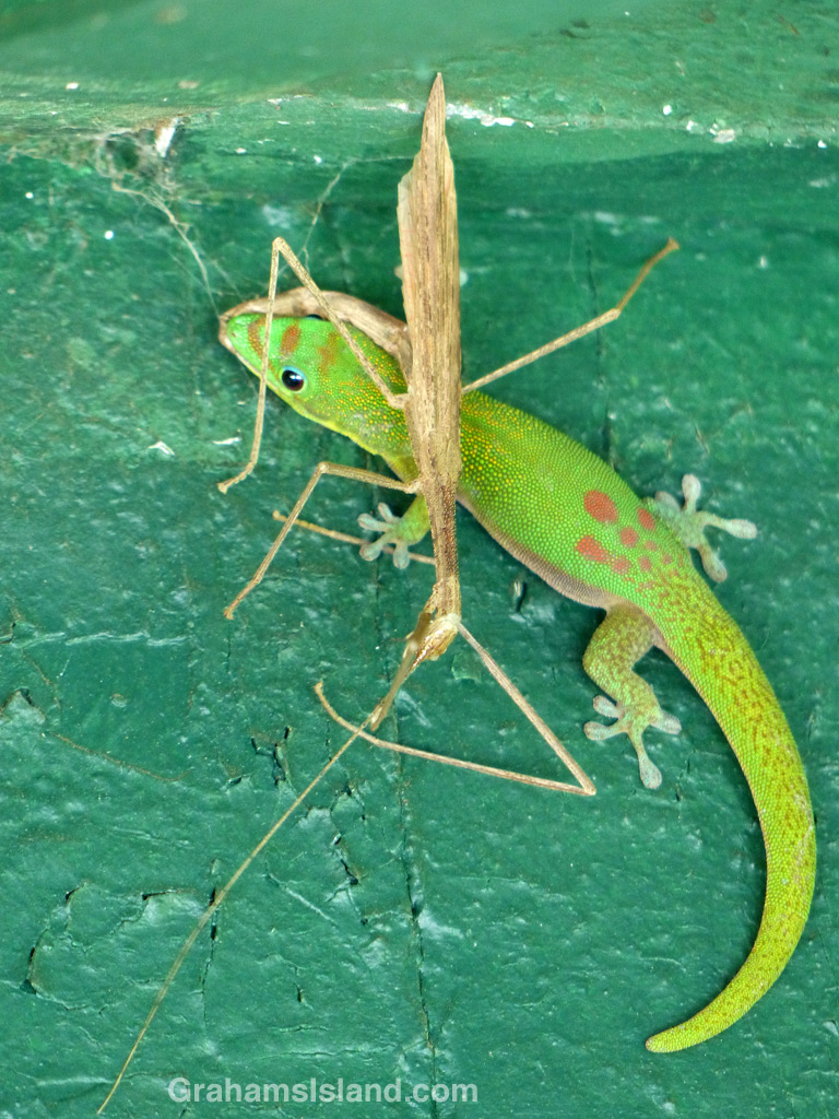 Gold Dust Day Gecko and Stick Insent