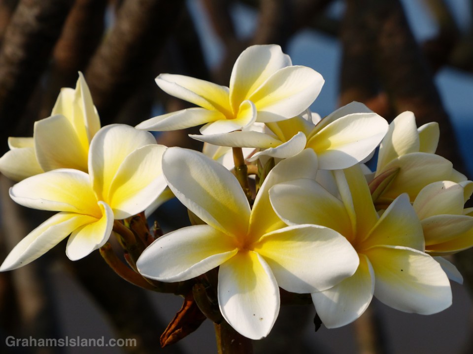 Frangipani flowers