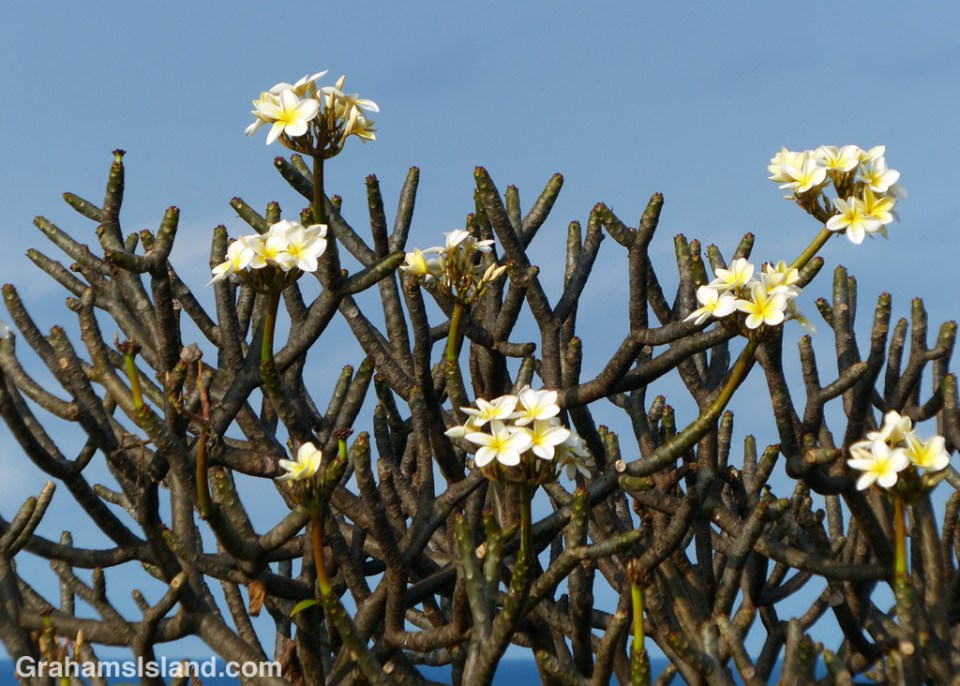 Frangipani tree