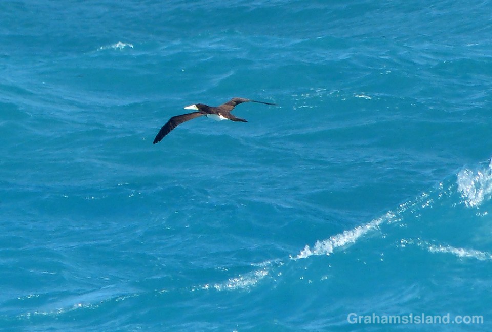 Brown Booby