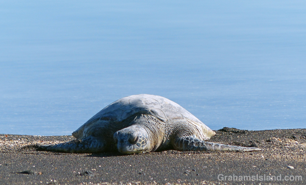 1-6-16-Green-Turtle-HW