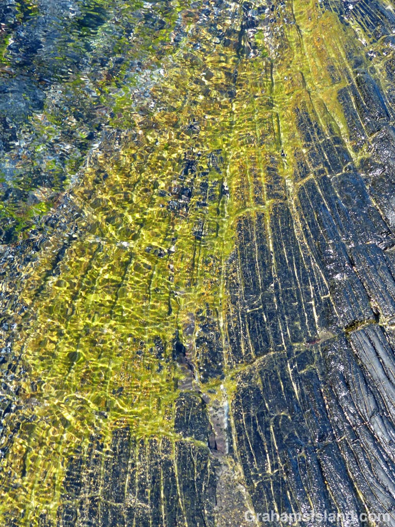 Patterns: Tide pool colors