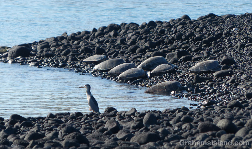 A heron stands watch while green sea turtles rest on shore at Kiholo Bay,