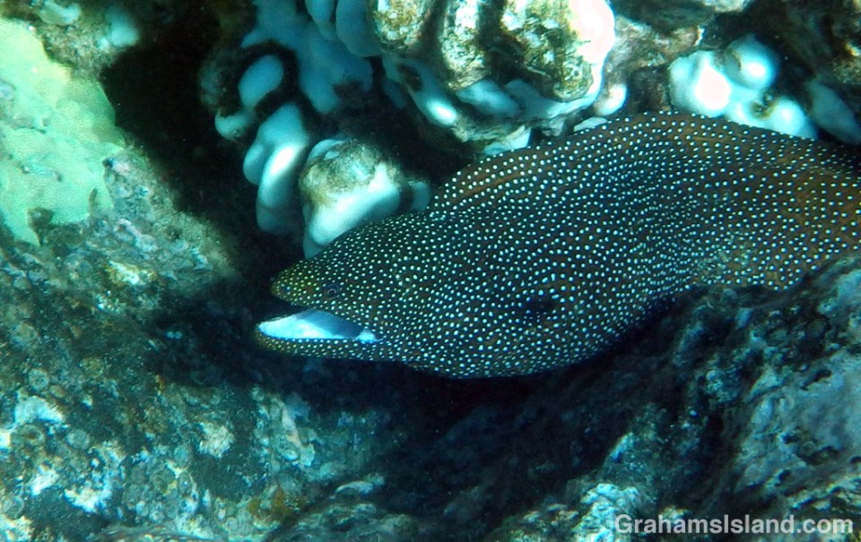 Whitemouth Moray Eel