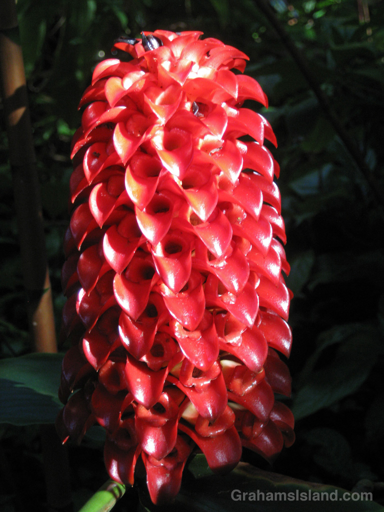 Indonesian Wax Ginger