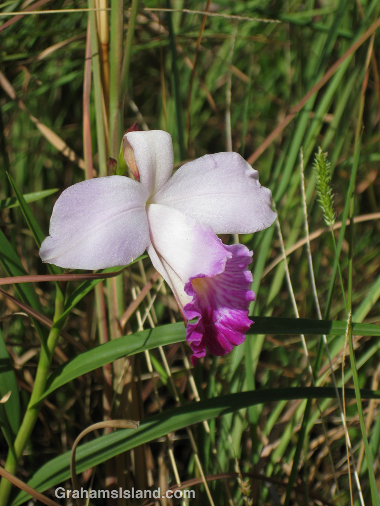 Bamboo Orchid