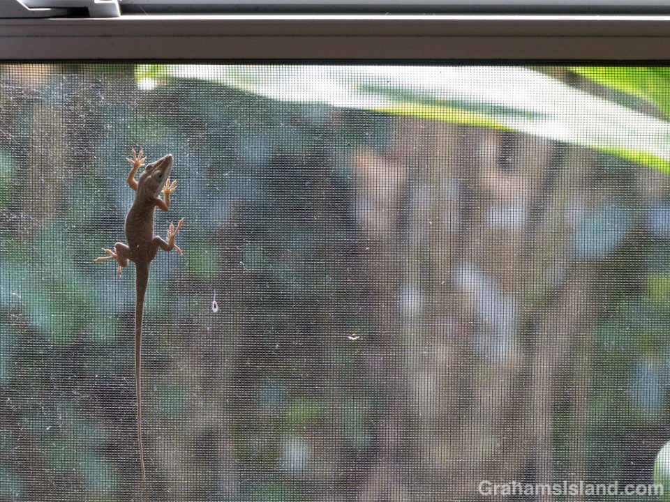 Green Anole in a window