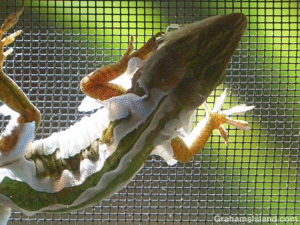 Green Anole shedding