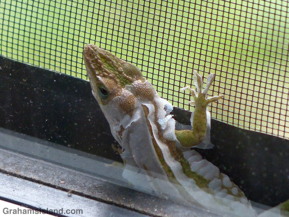 Green Anole shedding