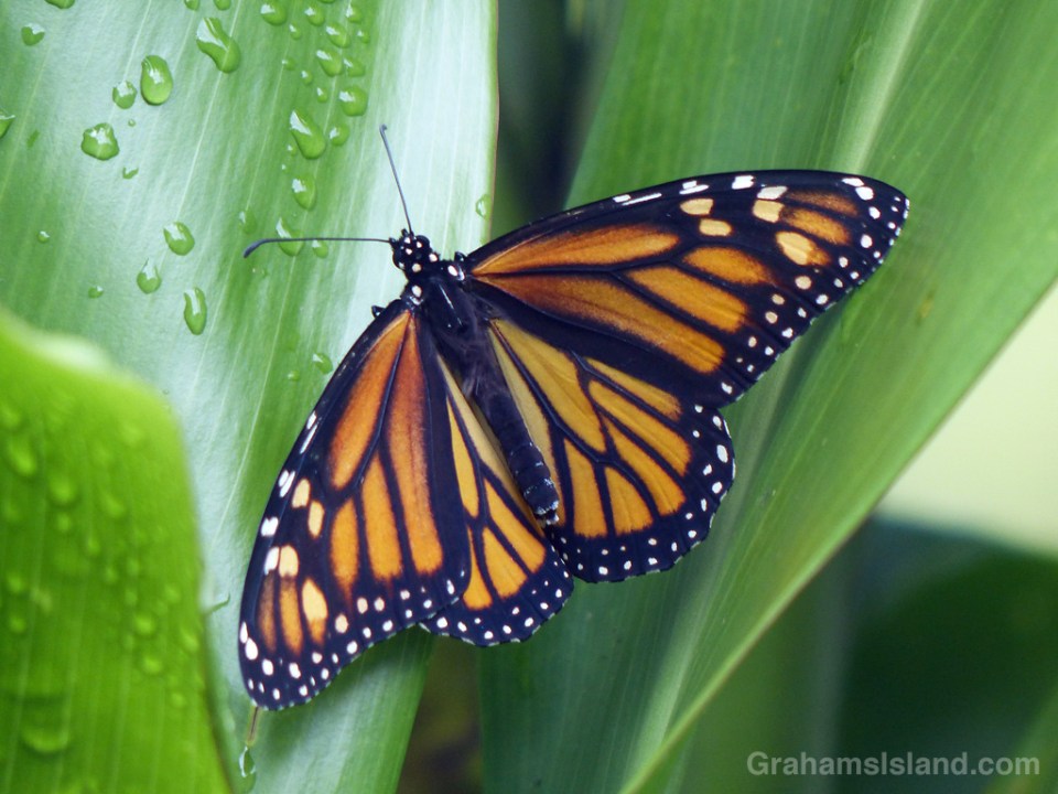 Hawaiian Monarch Butterfly