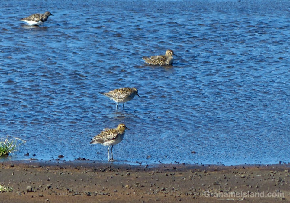 12-28-15-Pacific-Golden-Plover-HW