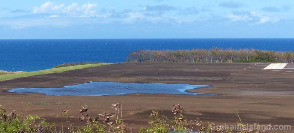 12-28-15-Pacific-Golden-Plover2-HW