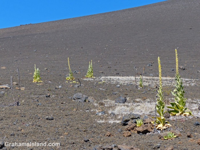 Mauna Kea silverswords grow in the otherwise barren cinder landscape.
