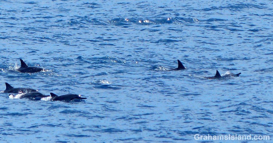 Spinner dolphins