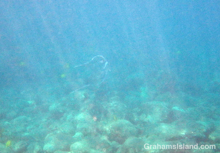 Threadfin Jack Juvenile