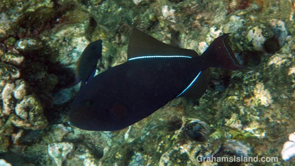 Black Triggerfish