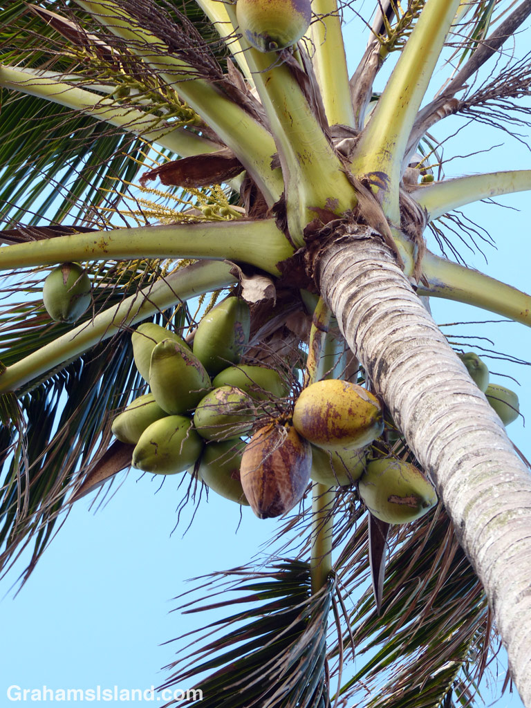Coconut Palm