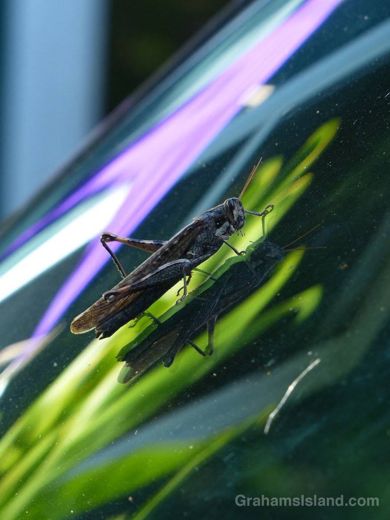 Abstract: Grasshopper reflections