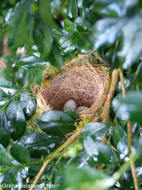 Japanese white-eye nest and eggs