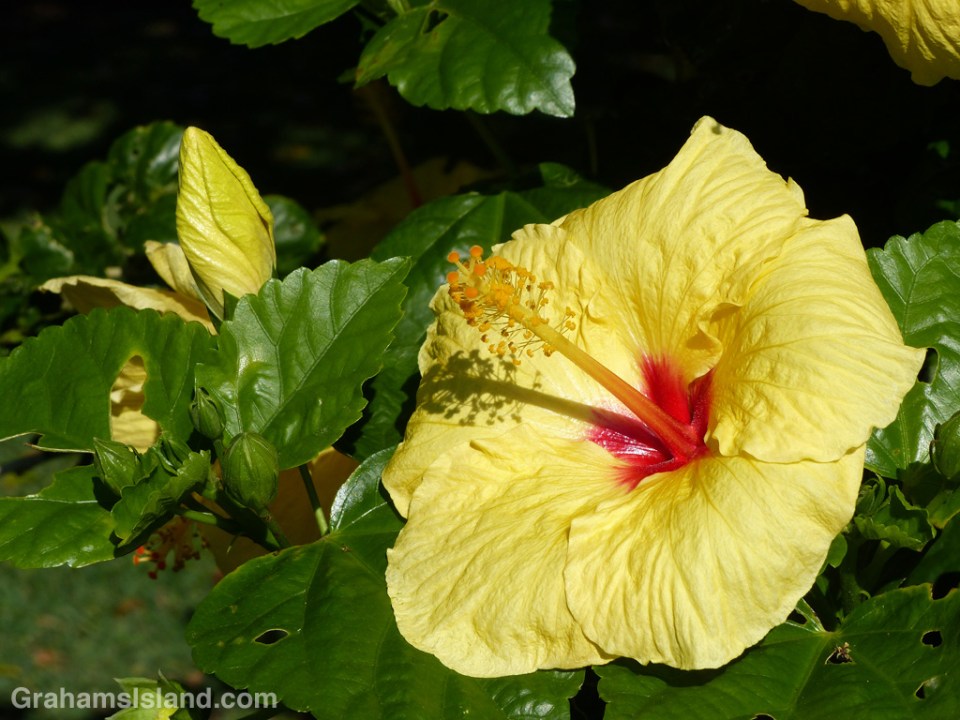 Chinese Hibiscus
