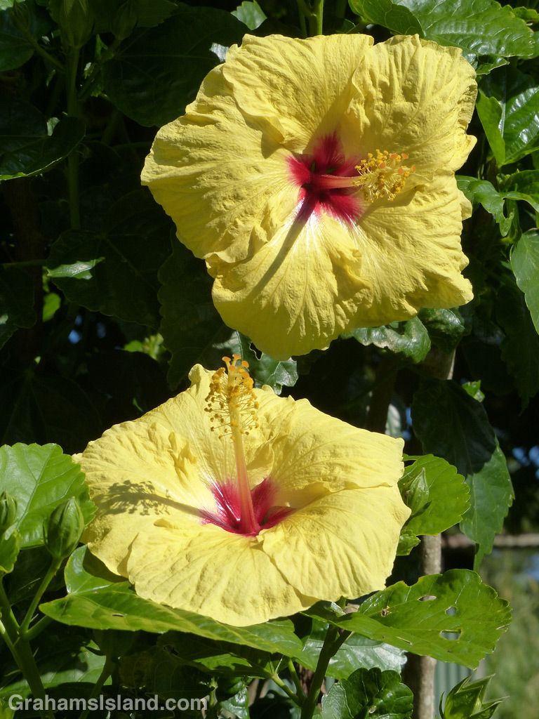 Chinese Hibiscus