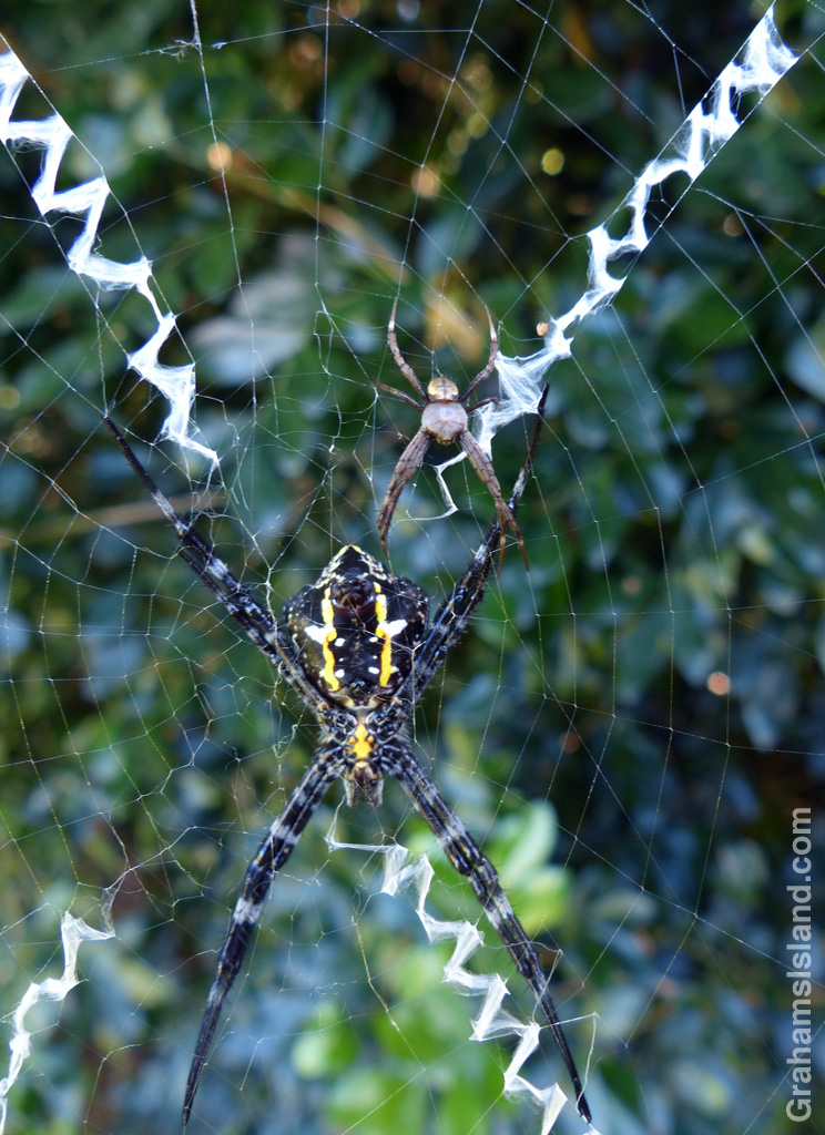 Hawaiian Garden Spiders