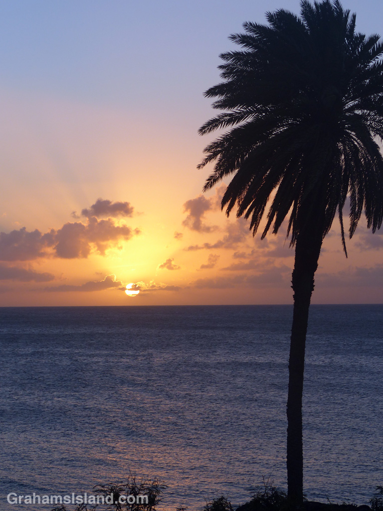 Sunset and palm