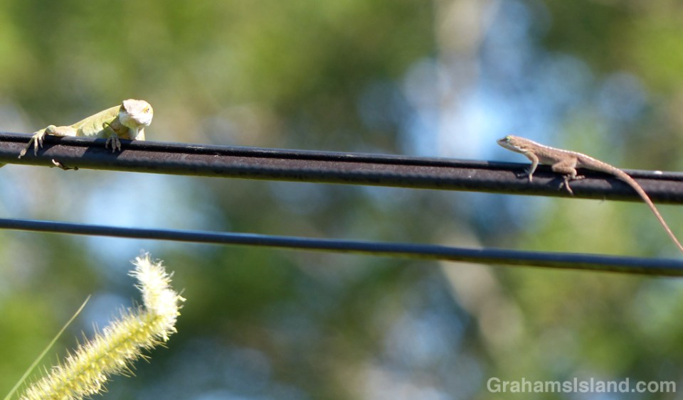 Anoles on Wire