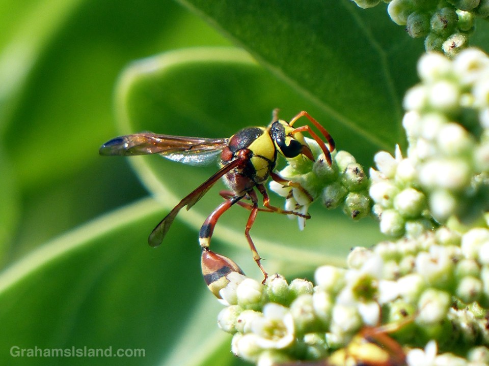 Potter Wasp Eumenes Bollii