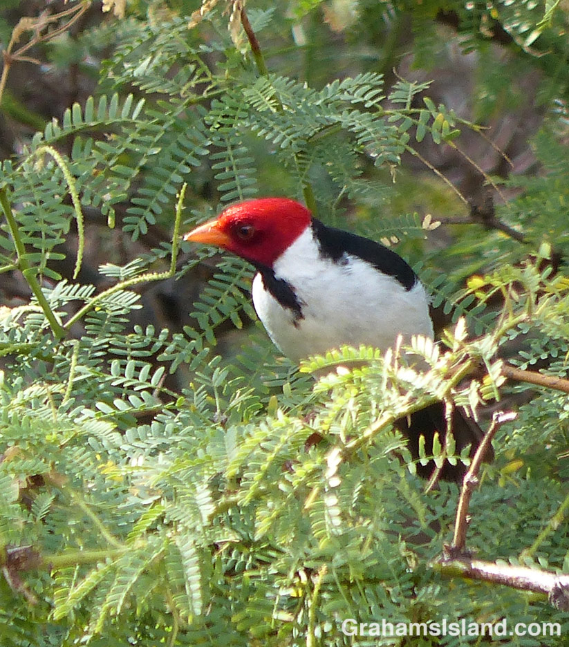030916-951-Yellow-billed-Cardinal-HW