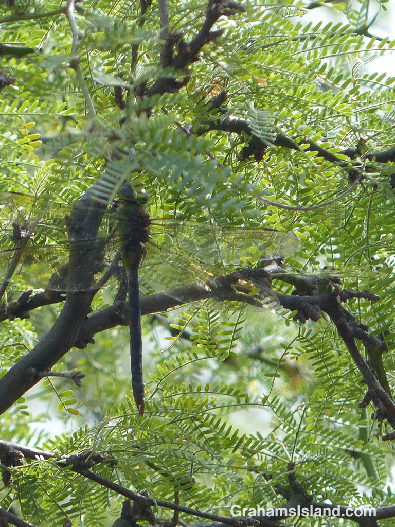 Dragonfly in a kiawe tree