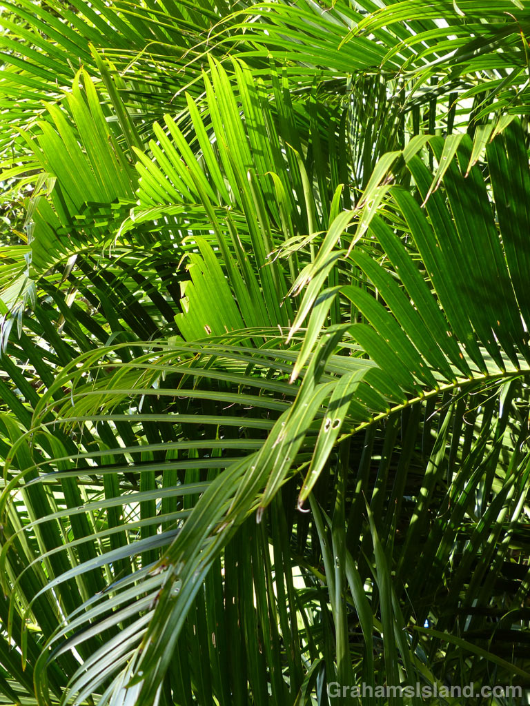 The fronds of an Areca palm.