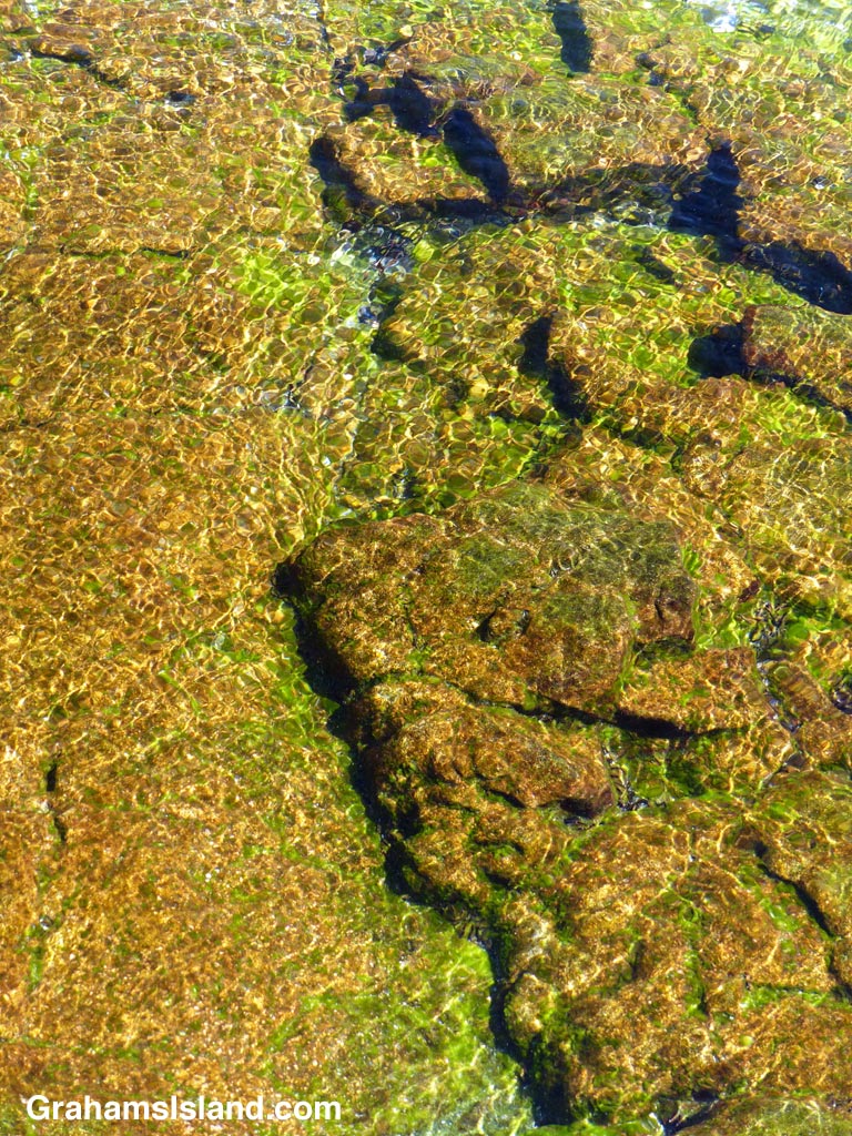Water shimmers in a tide pool