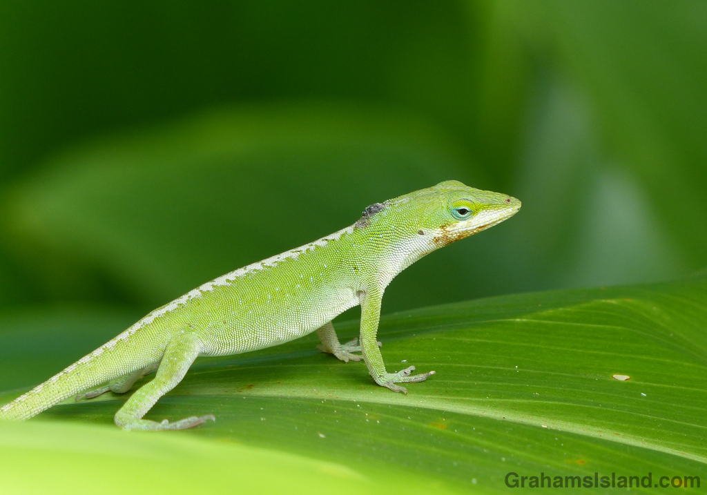 Female anole after mating