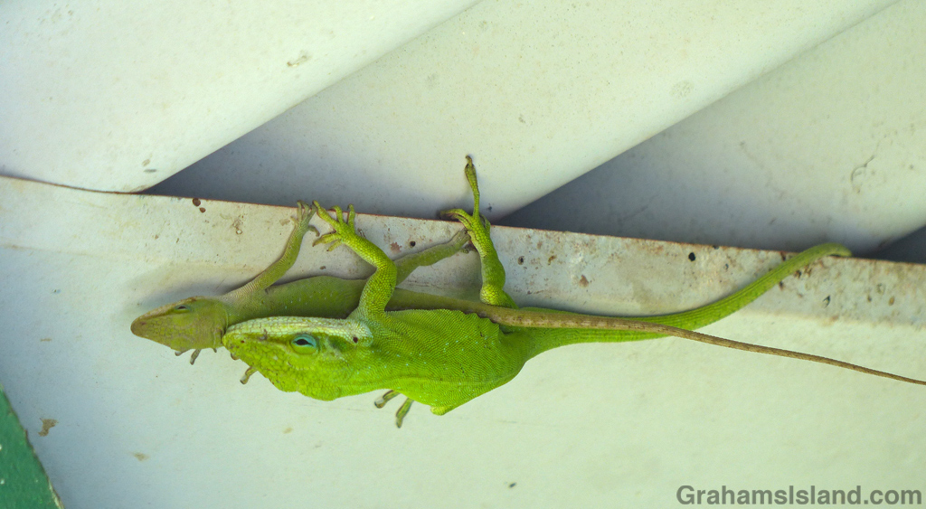 Green anoles mating