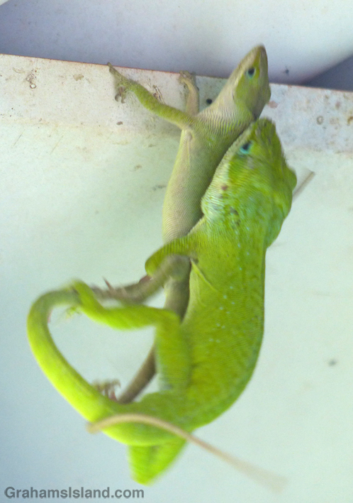 Green anoles mating