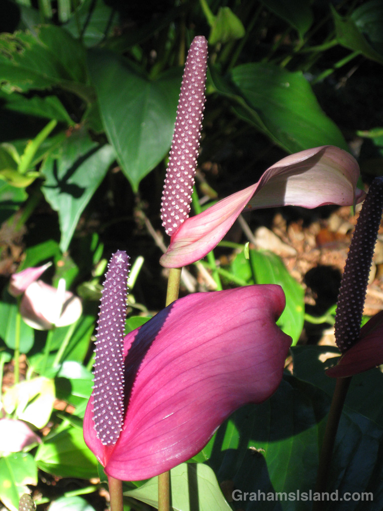 Purple anthurium