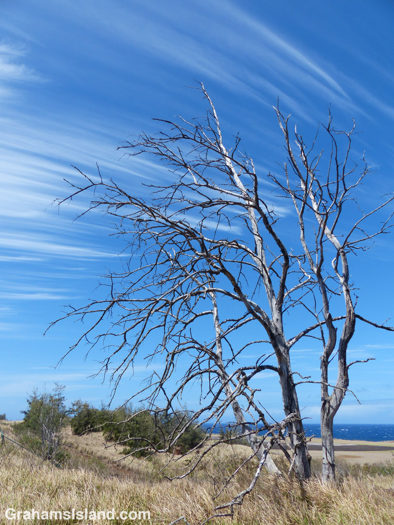 A dead tree against streaking clouds
