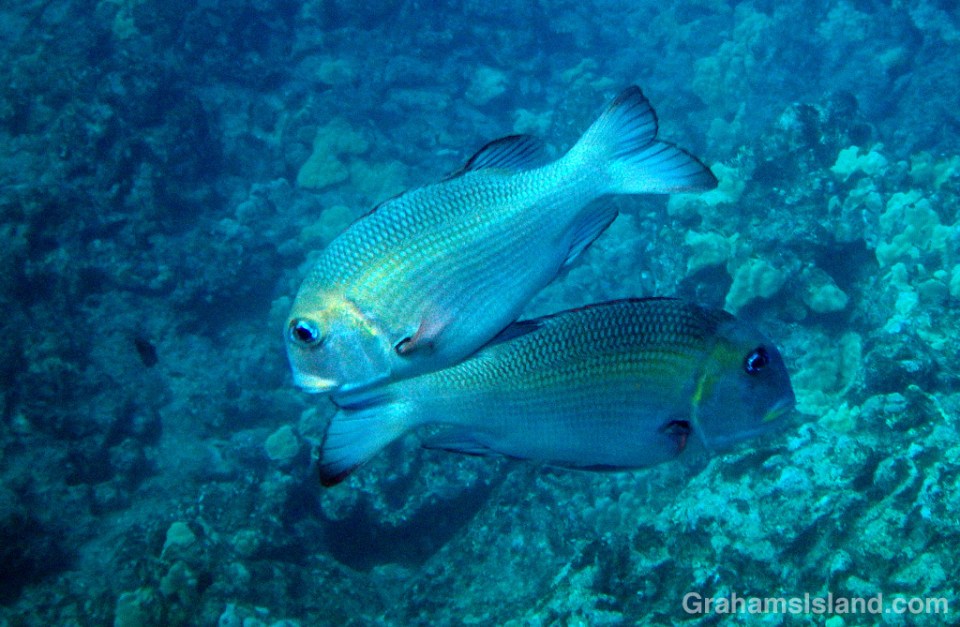 A pair of Big Eye Emperor fish