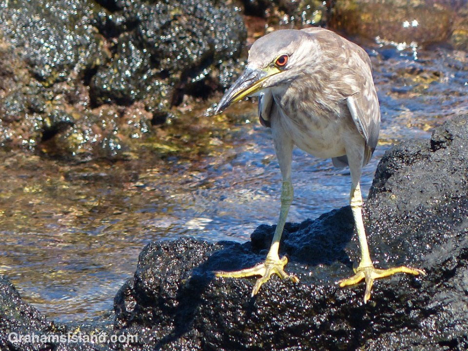 A young Black-crowned Night Heron