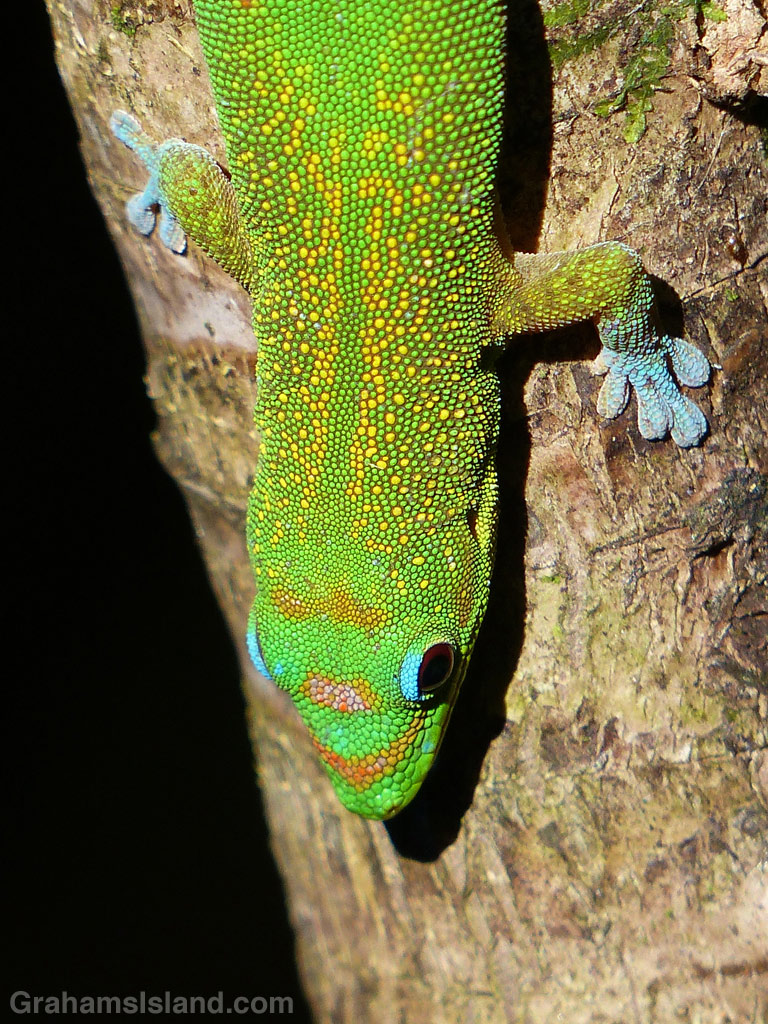 A gecko sparkles in the sunlight